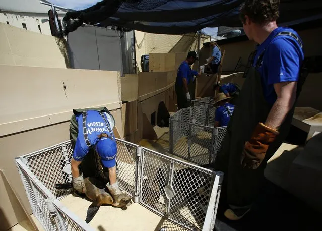 Animal Care Specialists help feed malnourished sea lions at Sea World in San Diego, California March 17, 2015. (Photo by Mike Blake/Reuters)