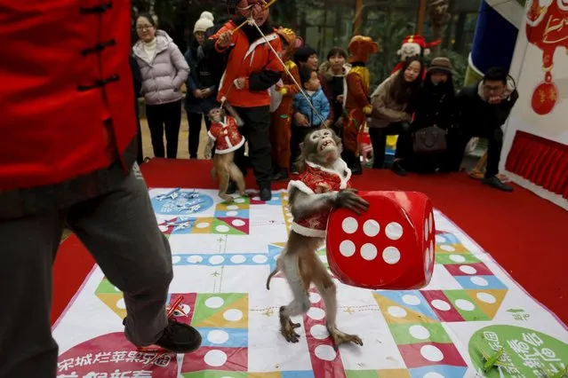 A monkey holds a dice during a performance ahead of the Chinese New Year of the Monkey which falls on February 8, in Hangzhou, Zhejiang province, January 28, 2016. (Photo by Reuters/China Daily)