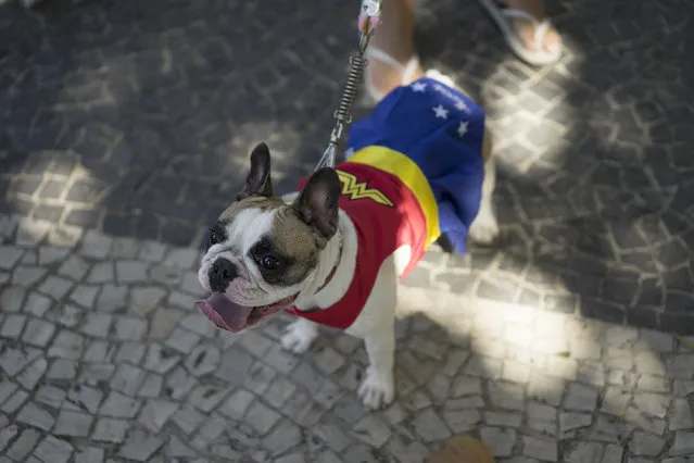 A dog wears a Wonder Woman costume during a carnival pet parade in Rio de Janeiro, Brazil, Sunday, January 31, 2016. (Photo by Leo Correa/AP Photo)