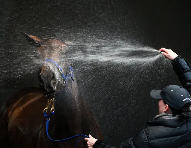 Siobhan O'Donnell washes Amelia's Jewel after a trackwork session at Caulfield Racecourse on October 10, 2023 in Melbourne, Australia. (Photo by Vince Caligiuri/Getty Images)