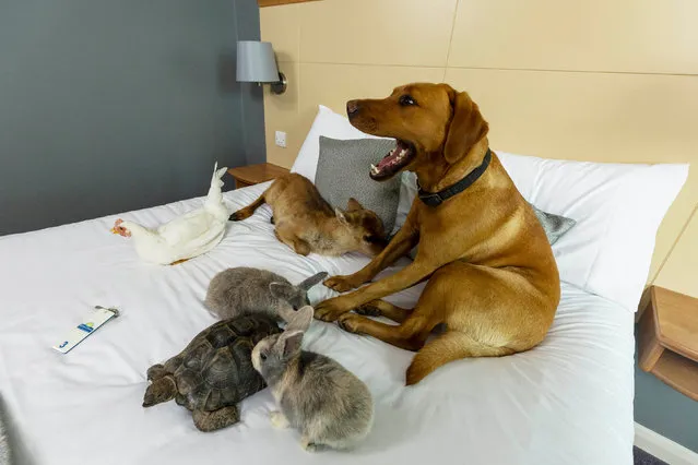 Animals sit on the bed at the pet-friendly Days Inn hotel at Roadchef Norton Canes, West Midlands, United Kingdom on June 24, 2021. Days Inn will be opening their doors to pets and owners across the nation at Roadchef motorway service areas, providing pets with fresh drinking water and outside space. (Photo by Fabio De Paola/PA Wire Press Association)
