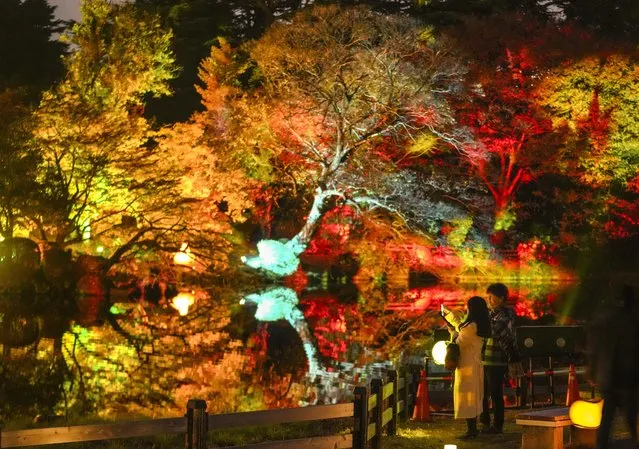 A couple enjoys viewing illuminated autumn leaves with projection mapping at Shinjuku Gyoen National Garden during a preview at the garden in Tokyo, Japan on November 22, 2023. The illumination will start on 22 November through 03 December 2023. (Photo by Kimimasa Mayama/EPA/EFE)