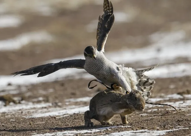 A tamed hawk attacks a rabbit during the traditional hunting contest outside the village of Nura, east from Almaty, Kazakhstan, February 13, 2016. (Photo by Shamil Zhumatov/Reuters)