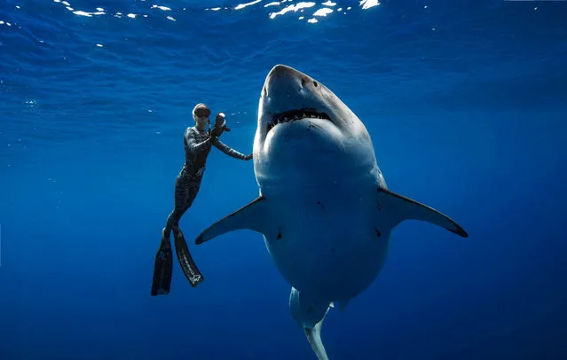 A shark said to be “Deep Blue”, one of the largest ever recorded great white sharks, swims off the coast of Hawaii,  January 15, 2019. (Photo by @JuanSharks/@OceanRamsey/Juan Oliphant/oneoceandiving.com via Reuters)
