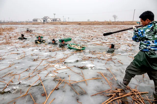 Farmers wade through the icy water to harvest lotus roots in a lake near Handan, China on January 29, 2019. (Photo by Feature China/Barcroft Images)
