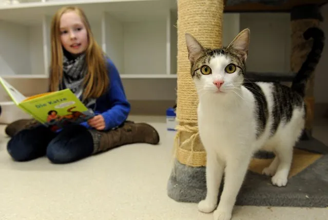 Lily reads from her favourite book to cats at the animal shelter in Bremen, Germany, 25 February 2016. Sophie is part of a group that takes care of the animals in the shelter once a week. The unusual project is said to help children with reading problems. (Photo by Ingo Wagner/EPA)
