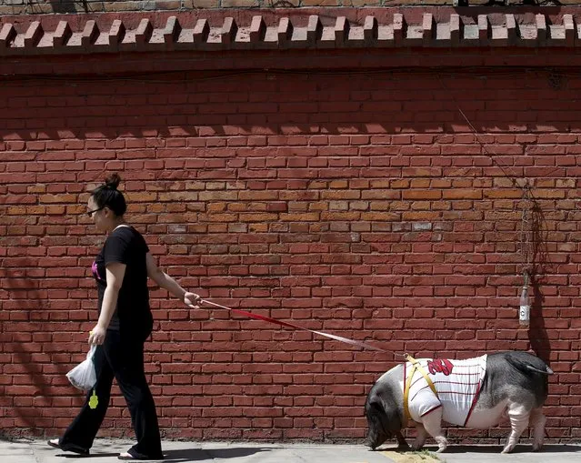 Zhu Roumeng walks with her pet pig, Wuhua, near her house in Beijing April 22, 2015. Zhu has raised the female pig, which weighs around 85 kilogram, for the last three-and-half years and  they've recently become an internet sensation after she posted her selfies with her pet pig on China's microblogging sites. (Photo by Kim Kyung-Hoon/Reuters)