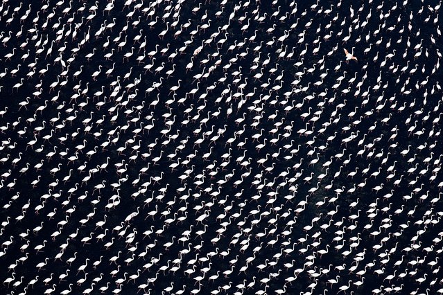 A Still Point in Time. Wildlife Commended. A flock of greater flamingo wades through the obsidian brine pans south of Walvis Bay, Namibia, with the grace of ballerinas. This image was taken hand-held from a fixed-wing aircraft. Flamingo are sensitive to noise and vibration and normally take to flight when disturbed. (Photo by Jay Roode/Drone Photography Awards 2021)