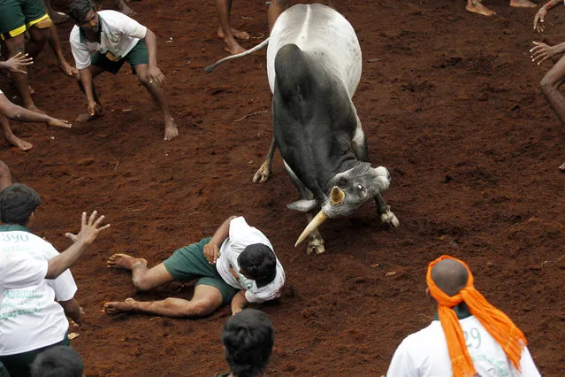 A bull tries to charge over a participant during a bull-taming sport, called Jallikattu, in Alanganallor, about 424 kilometers (264 miles) south of Chennai, India, Thursday, January 16, 2014. (Photo by Arun Sankar K./AP Photo)