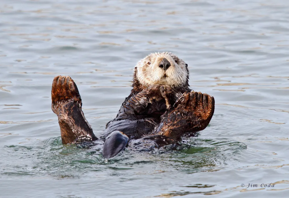 The Sea Otter