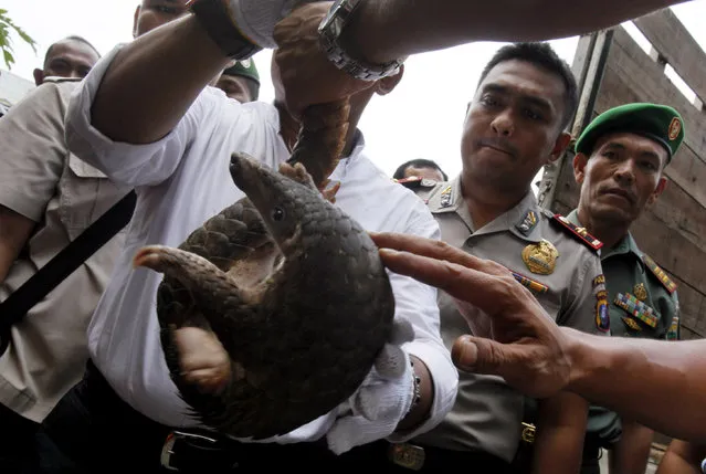 Indonesian police officers hold a pangolin prior to its release into the wild in Medan, North Sumatra, Indonesia, Monday, April 27, 2015. (Photo by Binsar Bakkara/AP Photo)