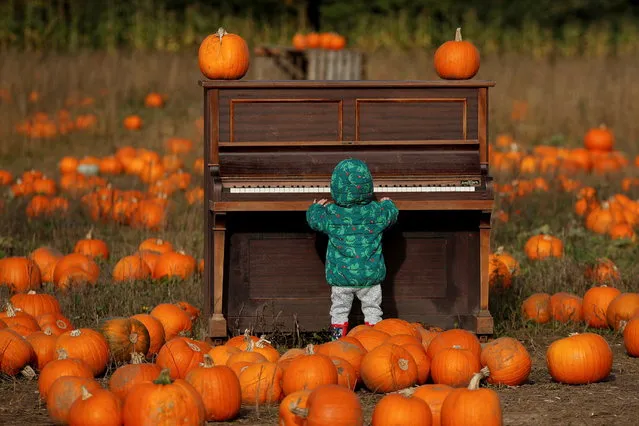 A child plays with a piano as people pick pumpkins at The Pop Up Farm ahead of Halloween, in Flamstead, St Albans, Britain, October 22, 2021. (Photo by Andrew Couldridge/Reuters)