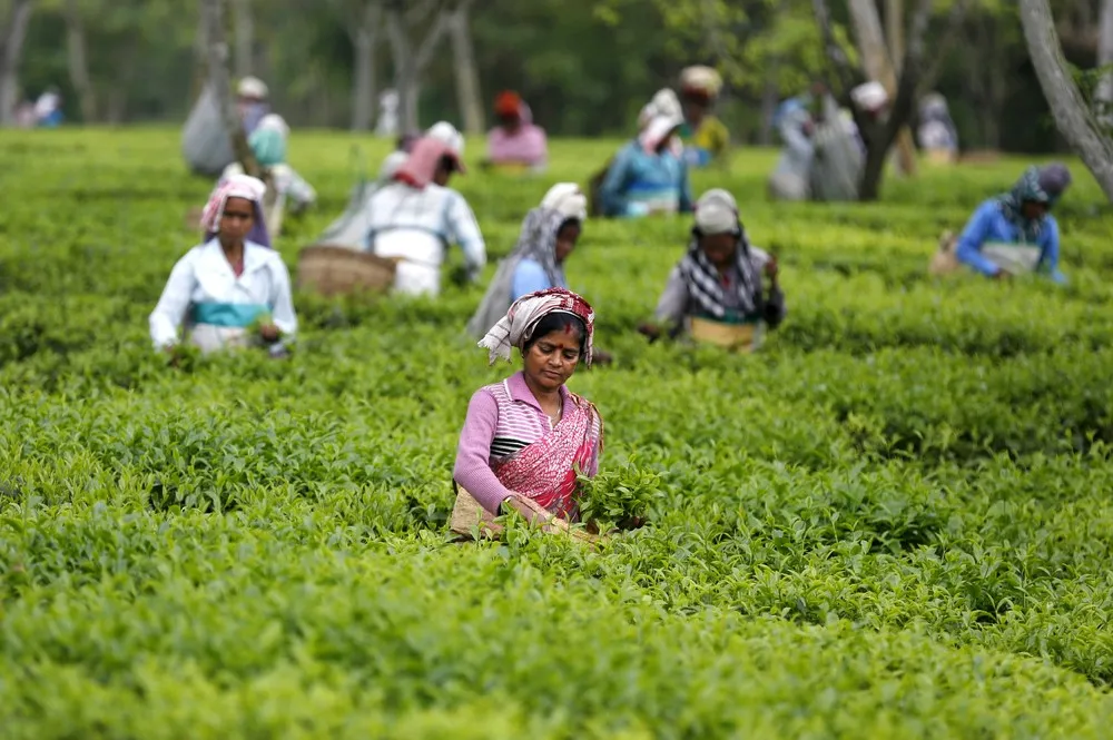 Tea Tribes of Assam