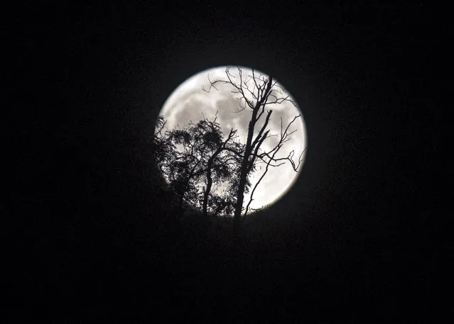 This photograph taken on October 20, 2021, shows a full moon rising through the branches of a tree in Skopje. (Photo by Robert Atanasovski/AFP Photo)
