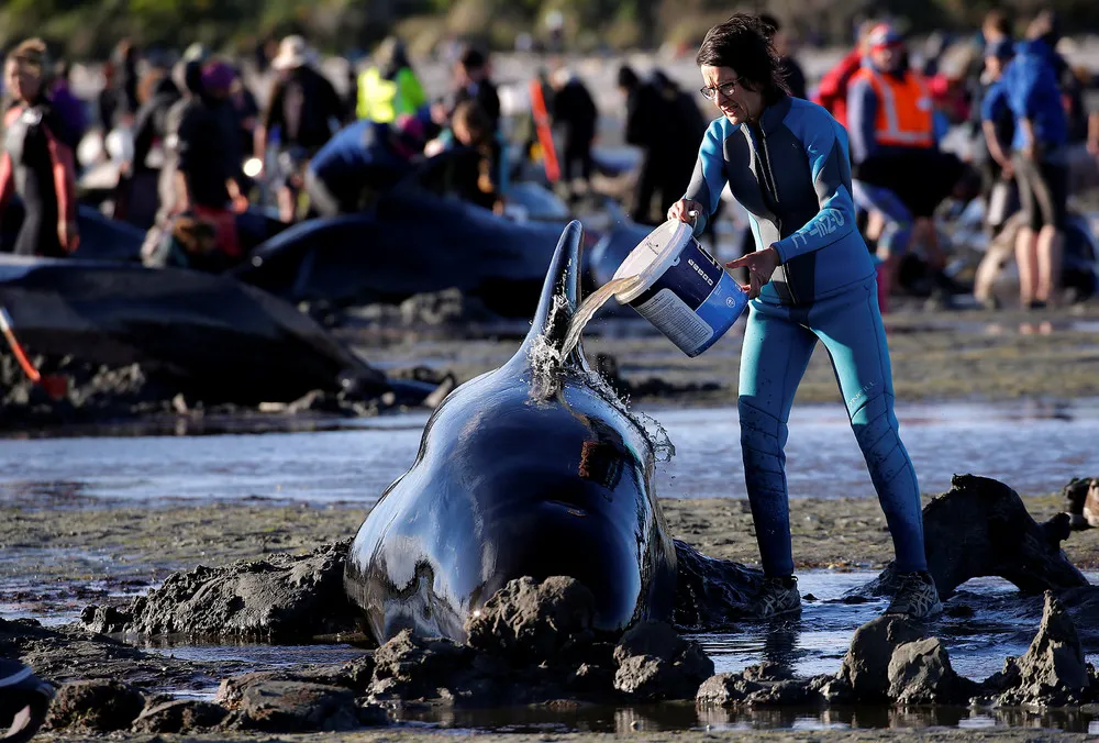 New Zealand Rescuers Refloat 100 Stranded Whales