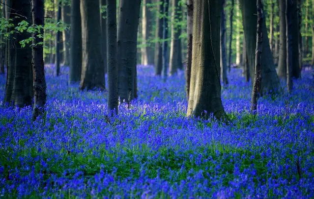 Wild bluebells blooming turn Hallerbos, a forest also known as the “Blue Forest”, into a blue carpet of flowers near Halle on April 18, 2019. (Photo by Emmanuel Dunand/AFP Photo)