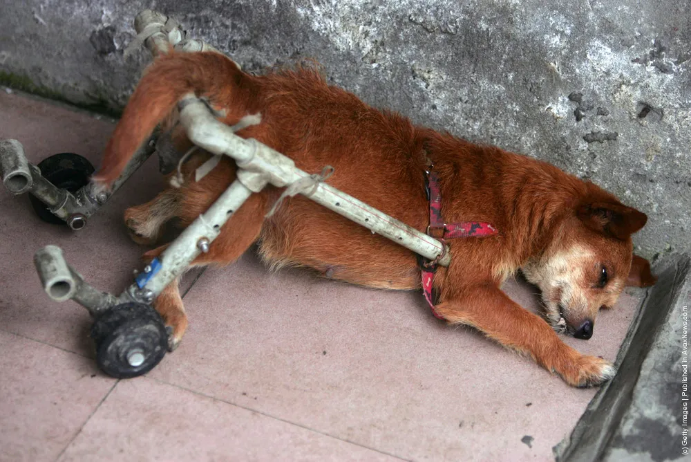 Animal Rescue Center For Disabled Dogs