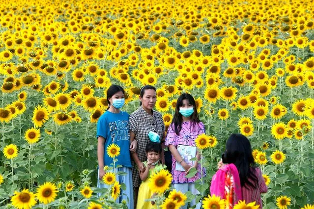 A family poses for a photo in a sunflower field in Lopburi, north of Bangkok, Thailand on November 21, 2021. The province is home to thousands of acres of the flowers, which are a popular tourist attraction from November to January when they are in bloom. (Photo by Chaiwat Subprasom/SOPA Images/Rex Features/Shutterstock)