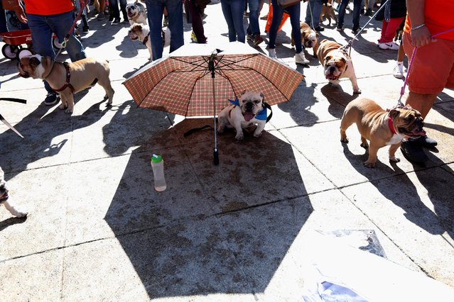 An English Bulldog rests under an umbrella after a parade for setting a Guinness World Record for the largest Bulldog walk in Mexico City, Mexico February 26, 2017. (Photo by Carlos Jasso/Reuters)
