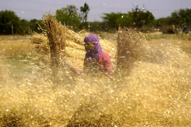 A woman farmer carries sheaves of harvested wheat crops to thresh, at a village on the outskirts of Ajmer on March 31, 2024. (Photo by Himanshu Sharma/AFP Photo)