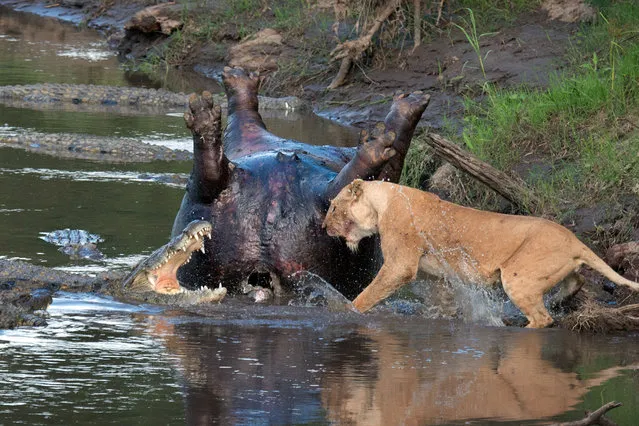 Lion fights crocs over hippo. (Photo by Richard Chew/Caters News)
