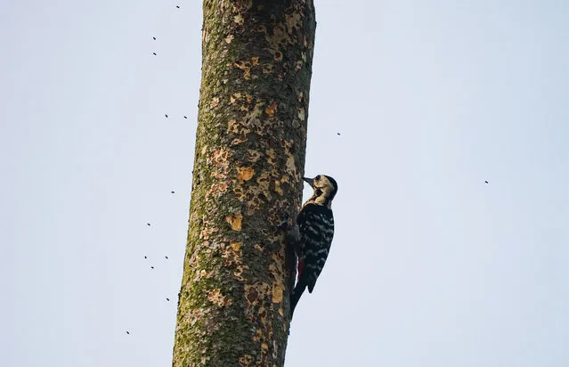 A fulvous-breasted woodpecker (Dendrocopos macei) is perching and vigorously drilling through its beak into a tall East American mahogany (Khaya anthotheca) tree, eating insects. In contrast, other insects fly away in fear at Tehatta, West Bengal, India, on April 15, 2024. The fulvous-breasted woodpecker, a medium-sized species (17 to 20 cm) in the Picidae family, is found in forests at altitudes ranging from 0 to 2800 meters in India, Bangladesh, Bhutan, Nepal, and Myanmar. These woodpeckers are non-migratory resident birds, with populations living at higher altitudes descending to lower levels during winter. (Photo by Soumyabrata Roy/NurPhoto/Rex Features/Shutterstock)