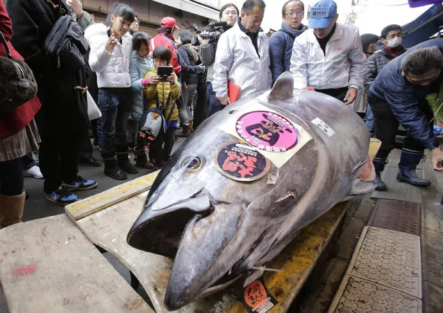 In this January 5, 2014, file photo, people watch a bluefin tuna laid in front of a sushi restaurant near Tsukiji fish market after the year's celebratory first auction in Tokyo. The latest assessment by scientists paints a likely bleak future for the Pacific bluefin tuna, the favorite of sushi-lovers whose population has dropped by more than 97 percent from its historic levels. (Photo by Shizuo Kambayashi/AP Photo)