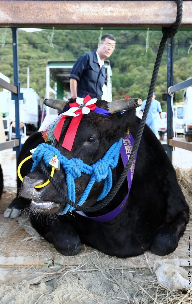 Auction Takes Place To Decide The Most Expensive Beef In Hyogo