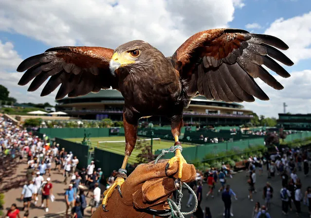 Rufus the Hawk, used by the All England Lawn Tennis and Croquet Club to keep pigeons away, on day three of the Wimbledon Championships at the All England Lawn Tennis and Croquet Club, London on July 3, 2019. (Photo by Philip Toscano/PA Images via Getty Images)