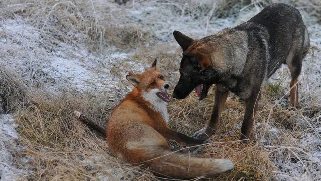 Life Fox And Hound