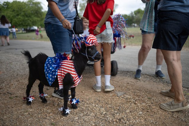 Baby, a nine month old Nigerian Dwarf goat, participates in the 28th annual Pet Parade during Fourth of July Independence Day celebrations in Bandera, Texas, U.S., July 4, 2024. (Photo by Adrees Latif/Reuters)