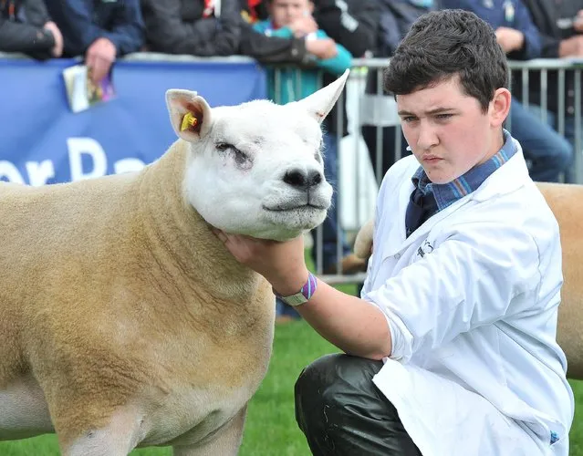 First day of the Balmoral Show in partnership with Ulster Bank at Balmoral Park, Belfast, Northern Ireland, on May 14, 2014. Pictured is Bailey O'Coonor from Seaforde. Ulster Bank has been involved in the Balmoral Show for many years, and 2014 is its sixth year as principal sponsor. (Photo by Stephen Hamilton/Press Eye)