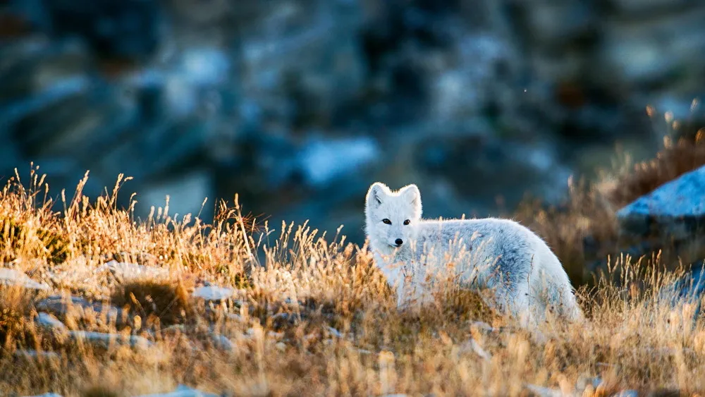 Simply Some Photos: Arctic Fox