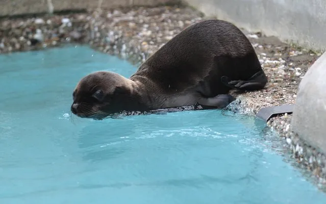 Newborn sea lion “Kaya” swims at the enclosure at the zoo in Wuppertal, Germany July 23, 2015. Kaya was born on July 4, 2015 in the zoo, officials said. (Photo by Ina Fassbender/Reuters)