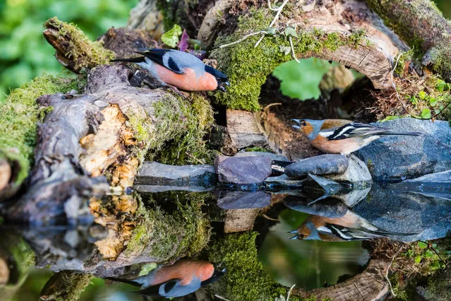 A male bullfinch challenges a male chaffinch at a garden pool in mid Wales, UK. (Photo by Philip Jones/Alamy Stock Photo)