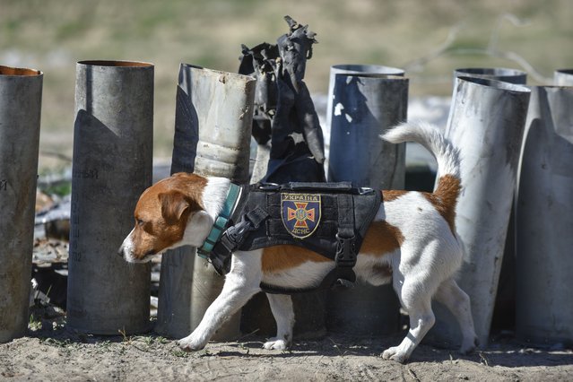 A picture taken during a trip organized by the Ukrainian interior ministry shows dog Patron, trained to search for explosives, during demining works at the Gostomel airfield near Kyiv (Kiev), Ukraine, 05 May 2022. On 24 February, Russian troops had entered Ukrainian territory in what the Russian president declared a “special military operation”, resulting in fighting and destruction in the country, a huge flow of refugees, and multiple sanctions against Russia. (Photo by Oleg Petrasyuk/EPA/EFE)