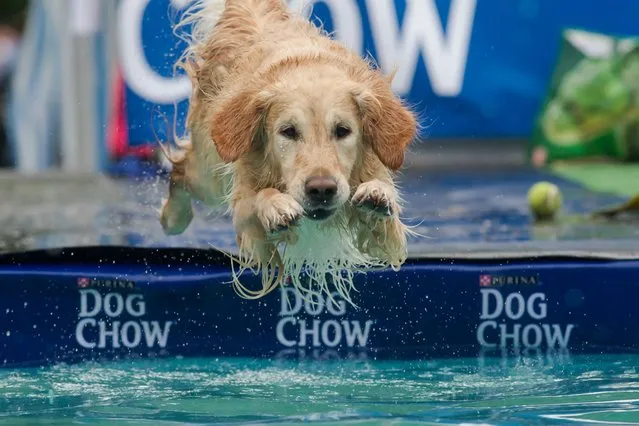 Dog Daley: A dog jumps into the water during a dog diving competition in Budapest, Hungary. (Photo by Xinhua/Landov/Barcroft Media)