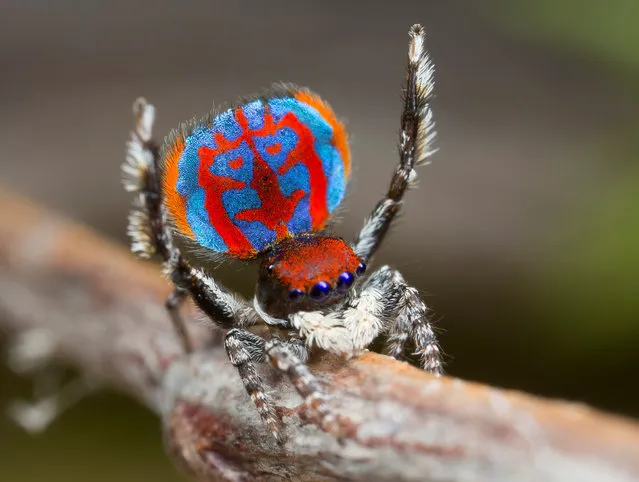A specimen of the newly-discovered Australian Peacock spider, Maratus Bubo, shows off his colourful abdomen in this undated picture from Australia. (Photo by Jurgen Otto/Reuters)