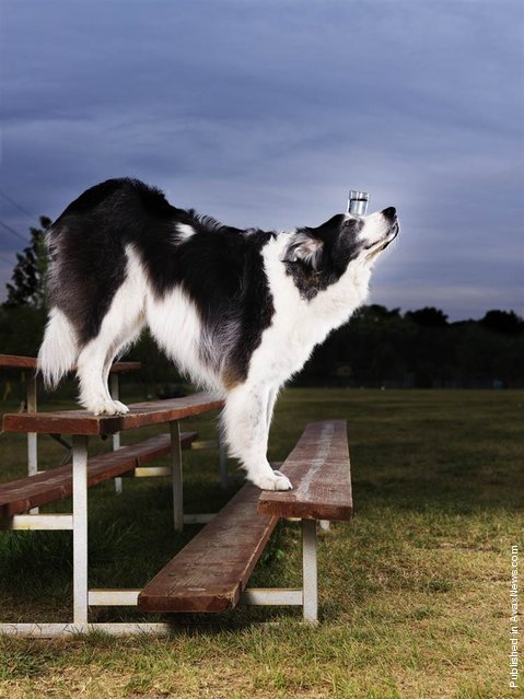The most steps walked down by a dog facing forwards while balancing a 5 oz glass of water is 10, achieved by Sweet Pea, an Australian Shepherd/Border Collie owned by Alex Rothacker from the U.S., at the Sport und Schau Show, Verden, Germany, on Jan. 5, 2008