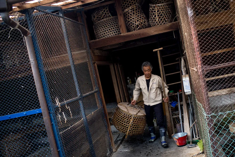 Bird Fishermen of Japan