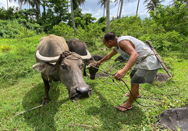 A villager secures his water buffalos at a pooling point near the restive Mayon volcano in Daraga, Albay province, Philippines, 11 June 2023. The province of Albay was placed under a state of calamity due to the threat of an eruption of Mayon Volcano. The office of Civil Defense had evacuated 2,638 families in the towns of Camalig, Ligao City, Daraga, Guinobatan, Malilipot and Tabaco City. (Photo by Francis R. Malasig/EPA/EFE)