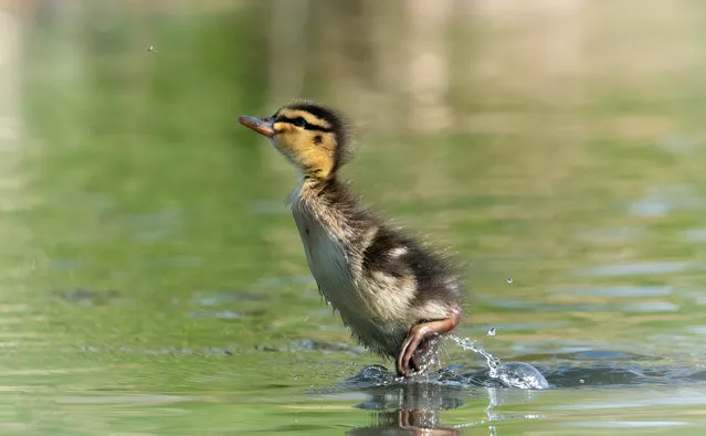 This dopey duckling missed out by millimetres on catching a fly in Lincoln, Lincs on May 30, 2022. The young bird made a huge leap for its prey but ended up stretching short. The sequence shows the fluffy hunter hopefully watching the insect before stretching its full length and leaping out of the water in an attempt to snatch it from mid air. (Photo by Dave Newman/Triangle News)