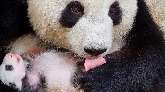 This recent handout photo released by the Berlin Zoological Garden on September 19, 2024 shows Giant Panda Meng Meng with one of her cubs born at the zoo in Berlin, Germany. Female panda Meng Meng has given birth to twins on August 22, 2024, five years after giving birth to her first offspring. Both cubs are developing rapidly and have cracked the 1kg mark, the zoo said in a statement. (Photo by Handout/Berlin Zoological Garden/AFP Photo)