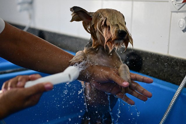 A dog is groomed by students of the Advanced Grooming Techniques course of Senac (National Business Learning Service) in Rio de Janeiro, Brazil, on October 7, 2024. In Brazil, the expression 'dog's life' takes on a whole new meaning. With twice as many dogs and cats as children, Latin America's largest country offers all kinds of attention and vanities for the furry ones. (Photo by Pablo Porciuncula/AFP Photo)