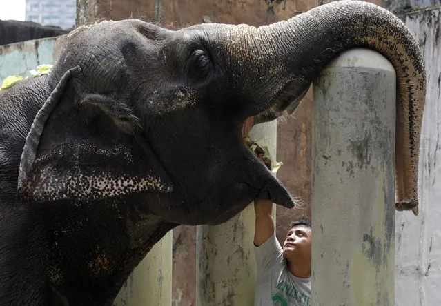 Forty One year old Elephant “Maali” is fed by a zoo keeper inside an enclosure at the Manila Zoo, Philippines, 11 August 2015. (Photo by Diego Azubel/EPA)
