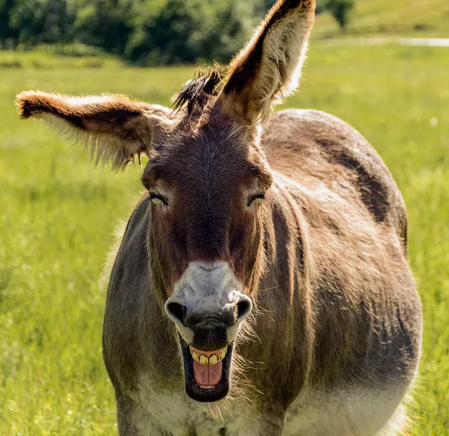 Peggy VanSickle snapped a donkey having a giggle in “Laughing Burro” in Custer State Park, USA, Date Unknown. (Photo by Peggy VanSickle/Barcroft Images/Comedy Pet Photography Awards)
