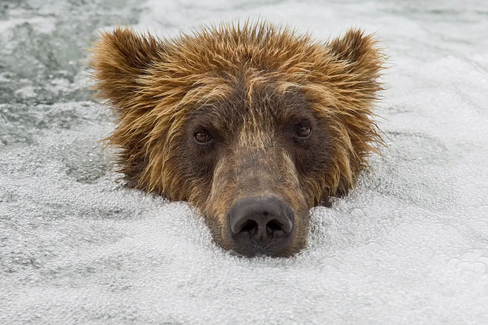Bear by Sergey Gorshkov