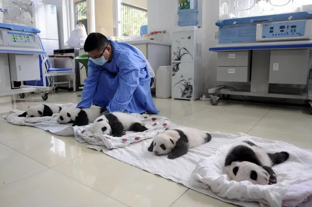 A researcher moves giant panda cubs on blankets during their debut appearance to visitors at a giant panda breeding centre in Ya'an, Sichuan province, China, August 21, 2015. (Photo by Reuters/Stringer)
