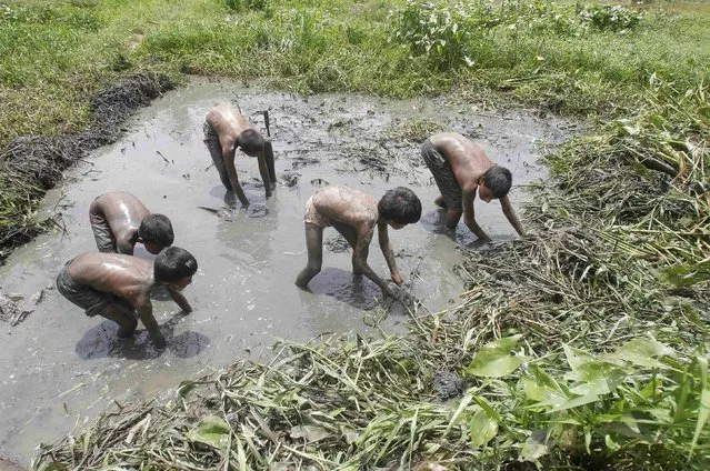 Boys catch fish in a partially dried-up pond in Agartala, India, June 30, 2016. (Photo by Jayanta Dey/Reuters)