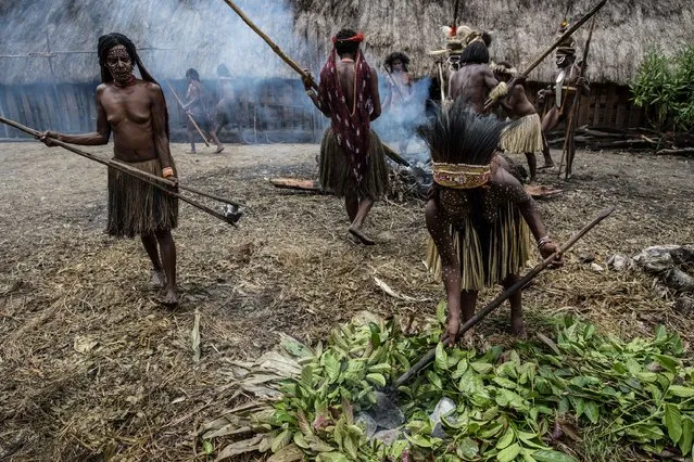 People from the Dani tribe take hot stones as they prepare to cook in a traditional way at Obia Village on August 9, 2014 in Wamena, Papua, Indonesia. (Photo by Agung Parameswara/Getty Images)